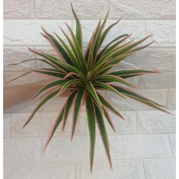 FL FOLHAGEM W507-33 DE DRACENA A34CM