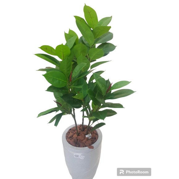 ARVORE 7252 FICUS ELASTICA A104CM