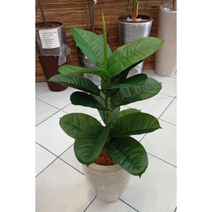 ARVORE 92245/60678 FICUS ELASTICA C/15 GALHOS A76CM