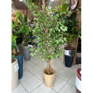 ARVORE F9223 FICUS RAJADA APROX 180CM