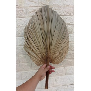 LATANIA BG310021 LEQUE NATURAL A65CM