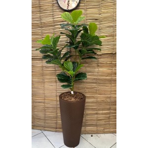 ARVORE 67037 LYRATA C/5GALHOS A117CM