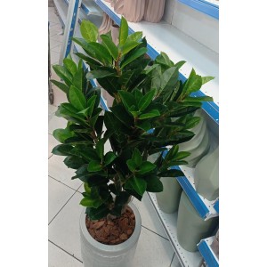 ARVORE 0371-69 DE MAGNOLIA A130CM