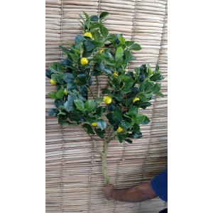 ARVORE COD4001 LIMAO SICILIANO C/12 FRUTAS A120CM