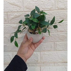 VASO FF-0034 FICUS DECORATIVO A17CM