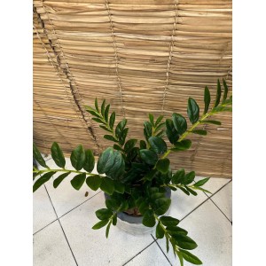 ARVORE JQ08007 ZAMIOCUCA C5 HASTES 80CM