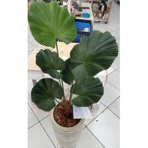 ARVORE 67603 PALMEIRA LATANIA 91CM