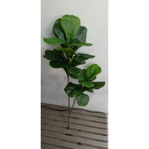FL GALHO HC90854 DE FICUS LYRATA A134CM