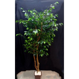FL ARVORE DE FICUS 180CM